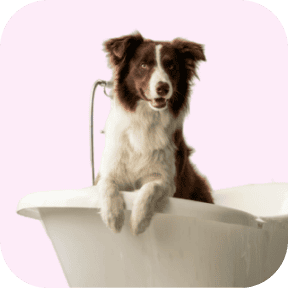 Veterinary related products
