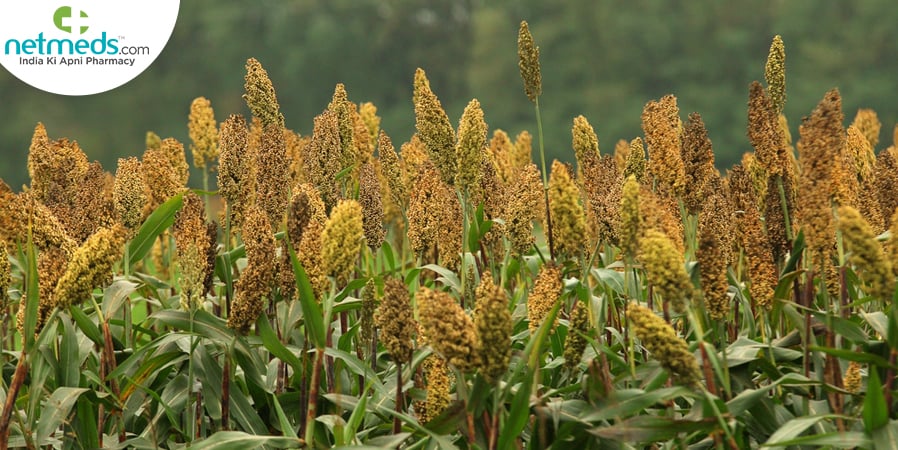 Proso Millet