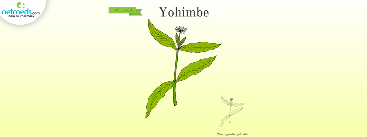 Yohimbe_1200x450