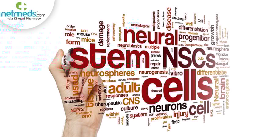 neural stem cells