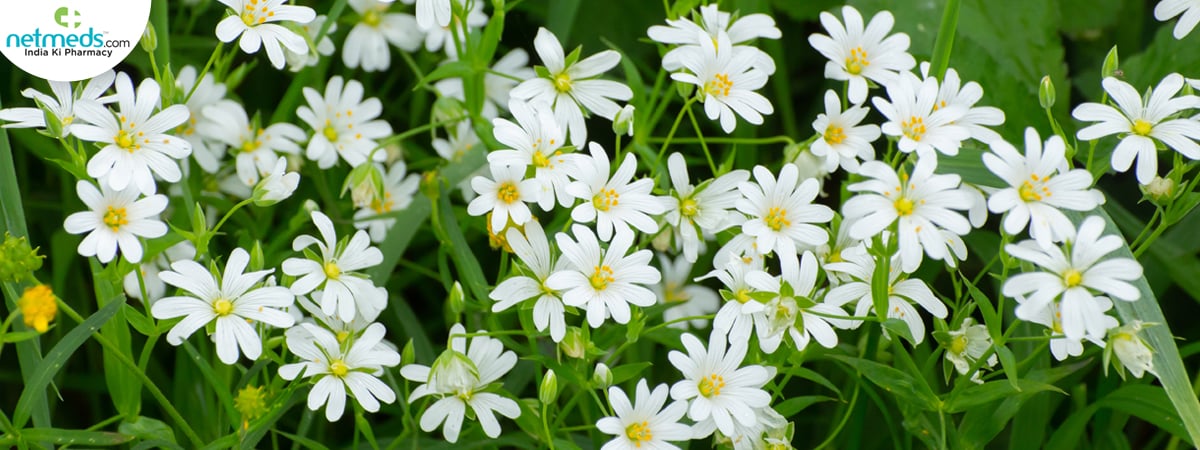 stellaria-holostea_1200x450
