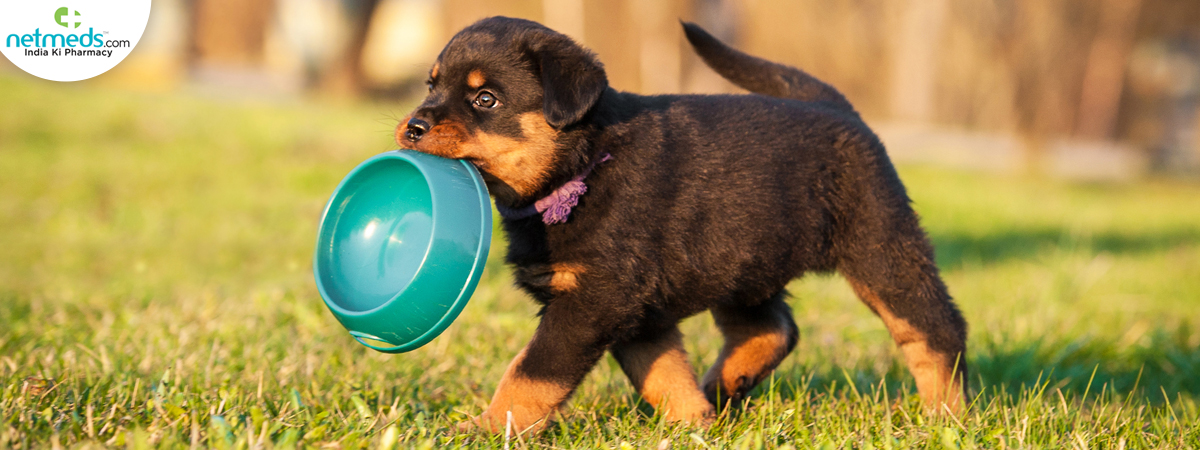 rottweiler_1200x450