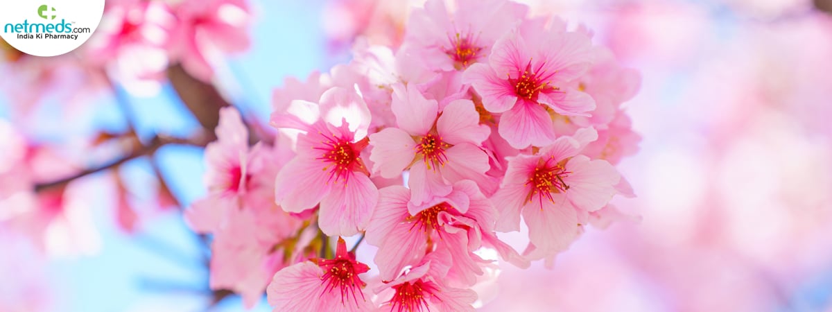 cherry blossom for skin