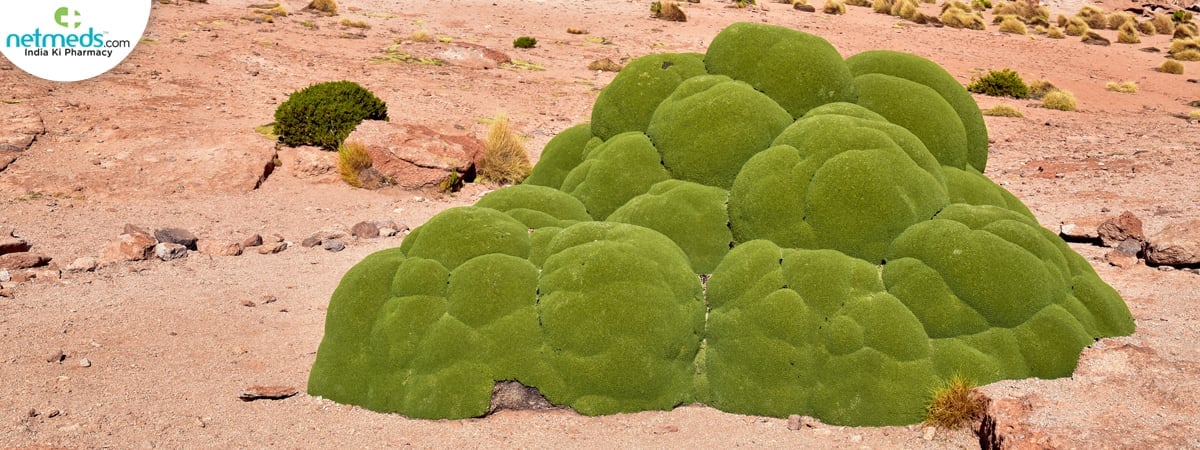 yareta