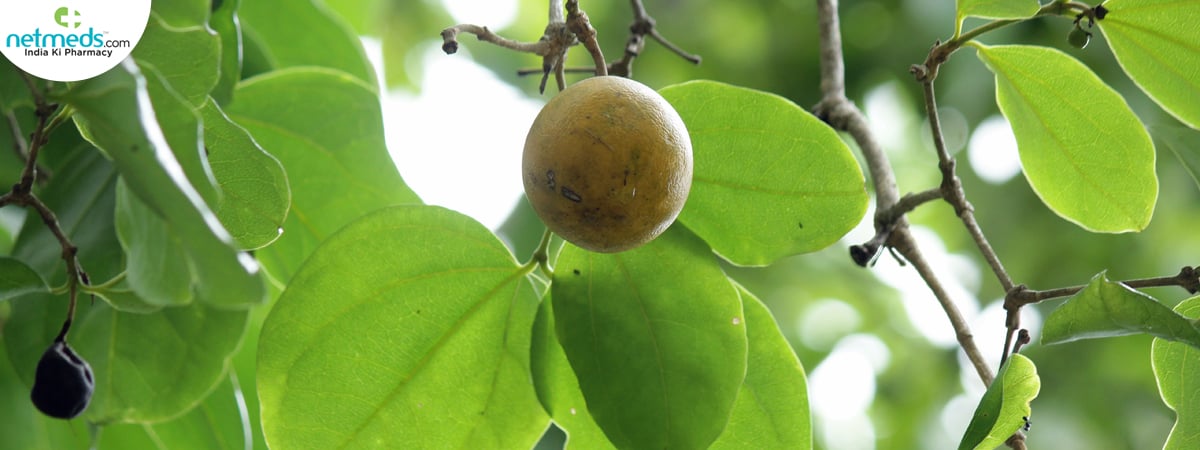 kuchla plant