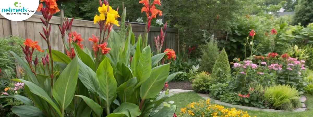 canna-lily-big-2_1200x450