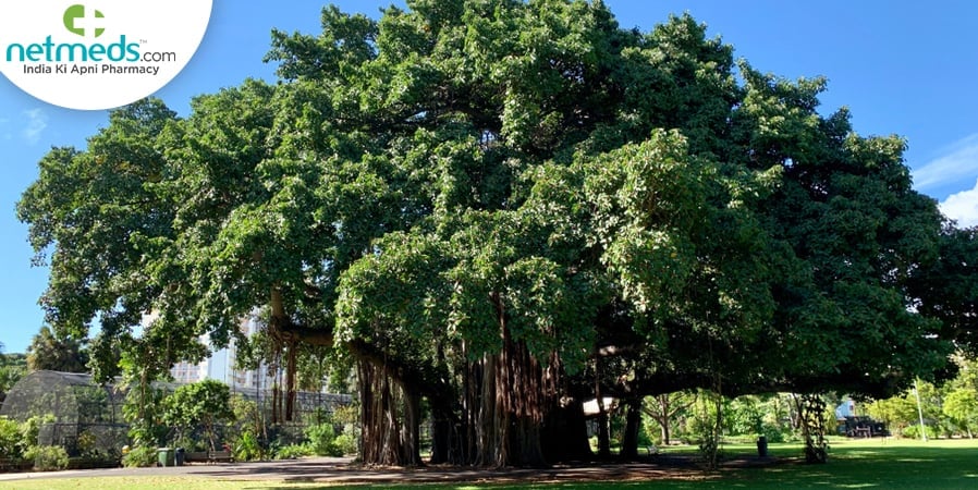Banyan tree