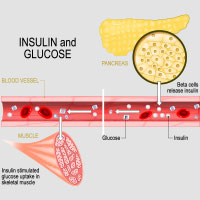 Insulin: Structure, Functions, Blood Test, Adverse Effects