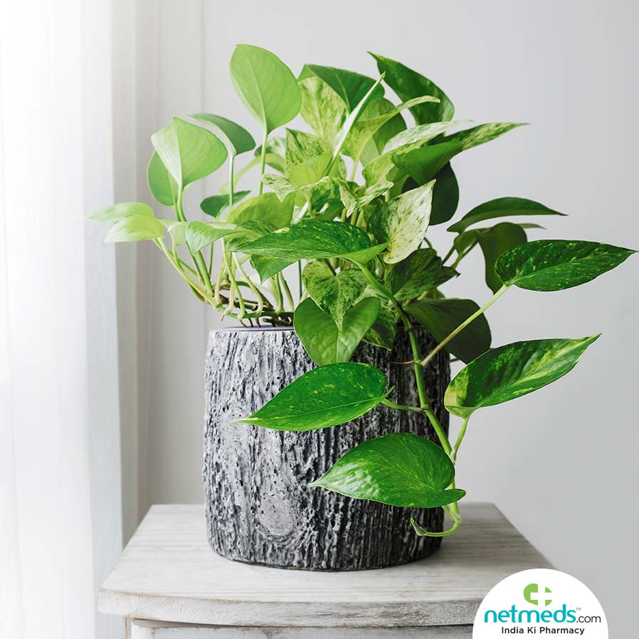 Grow Pothos
