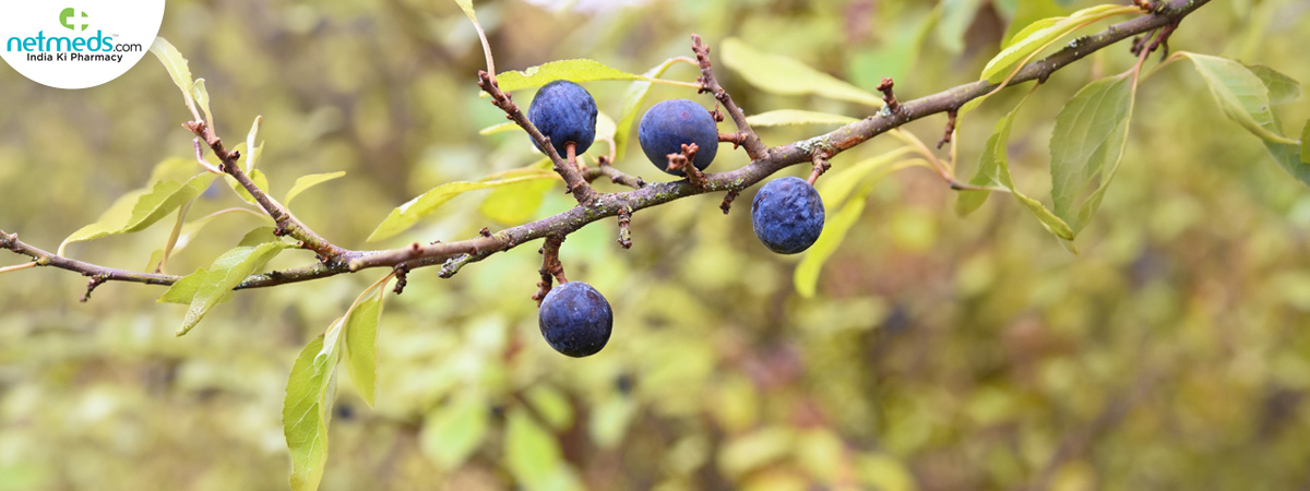 Blackthorn_1200x450