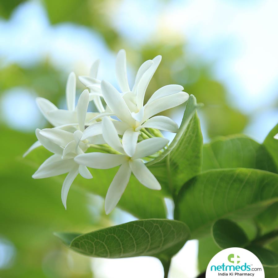 Kutaja flower