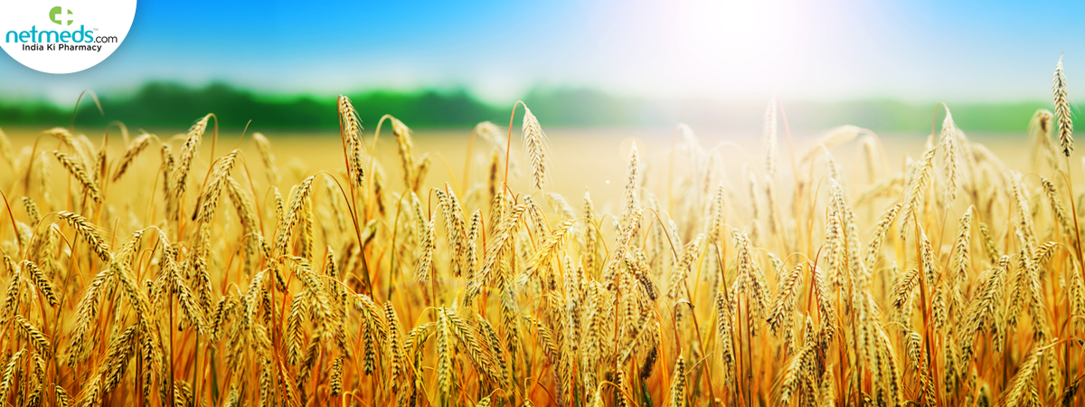 wheats-spikes_1200x450