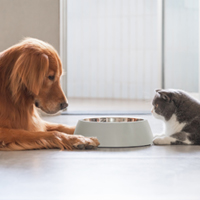 Best Dog Probiotics: Benefits, Tips, And What Every Pet Owner Should Know