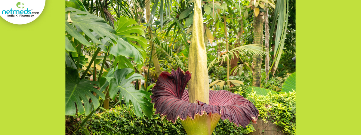 Titan Arum