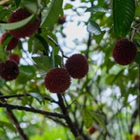 Pulasan Fruit: Health Benefits, Nutrition, Uses And Recipes Of This Lesser Known Tropical Superfruit