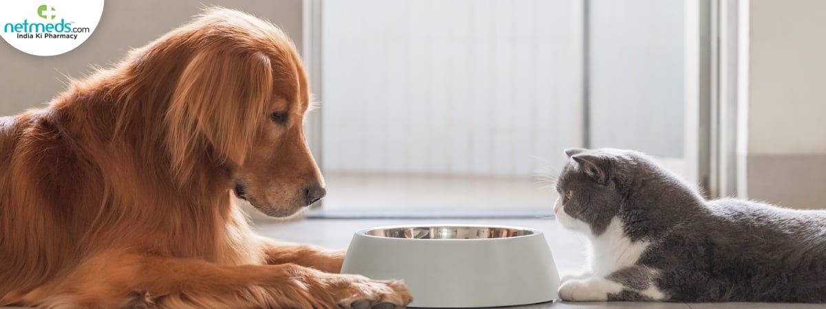 dog feed