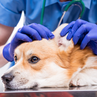 How To Tell If Your Pet Is In Pain? Signs, Steps, And Precautions You Should Know