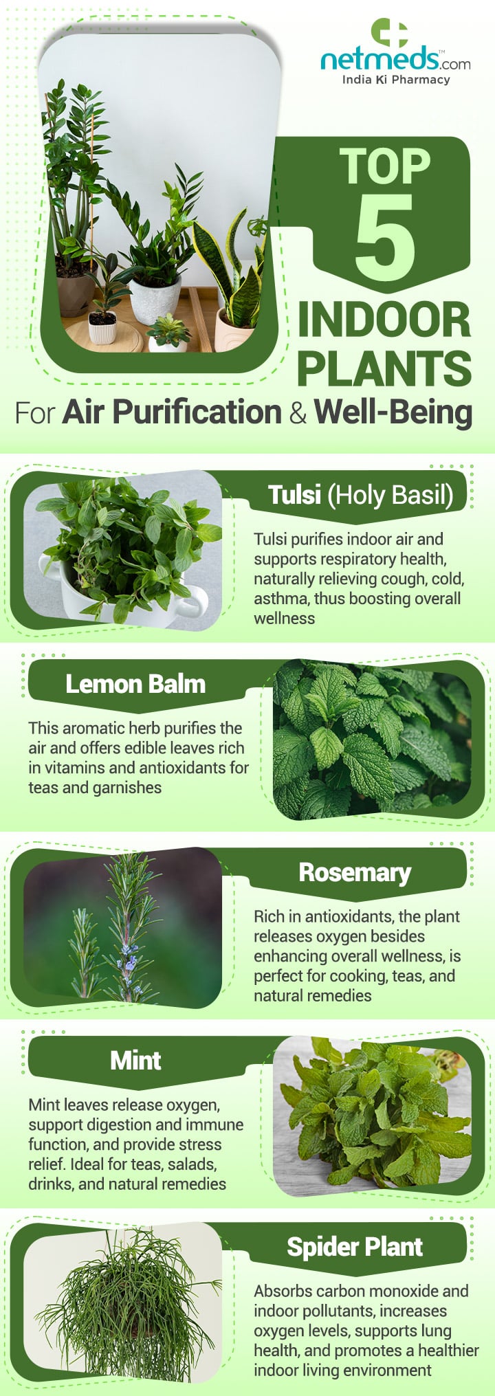 Top-5-Indoor-Plants-For-Air-Purification-And-Well-Being