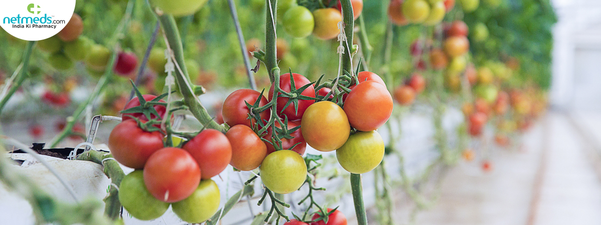green-yellow-red-tomatoes_1200x450