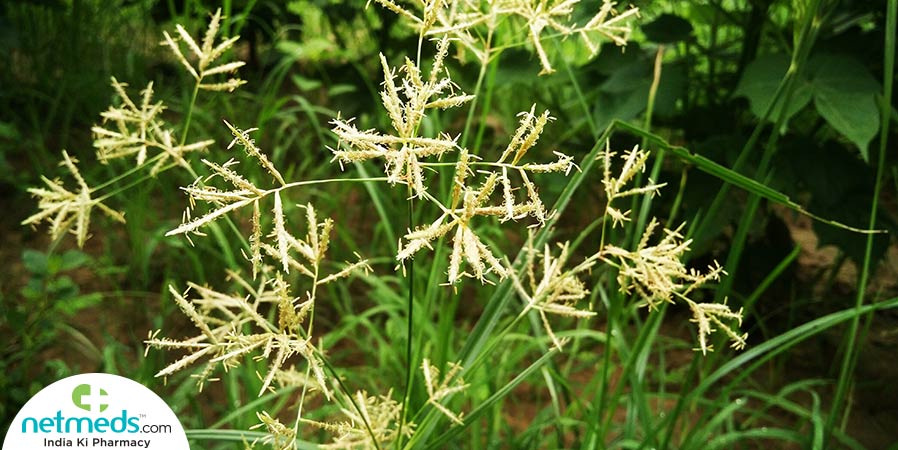 Nagarmotha herb