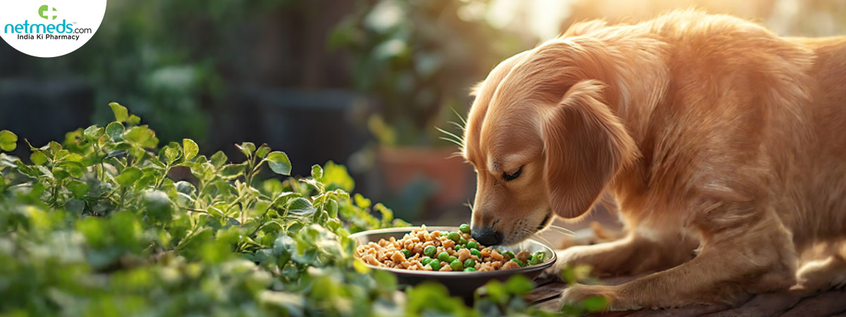 dog-eating-pizza_1200x450