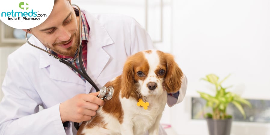 Canine illness