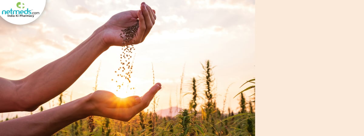 cannabis-seeds_1200x450