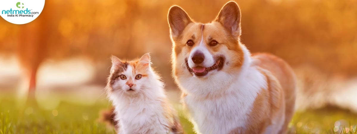 pet challenges