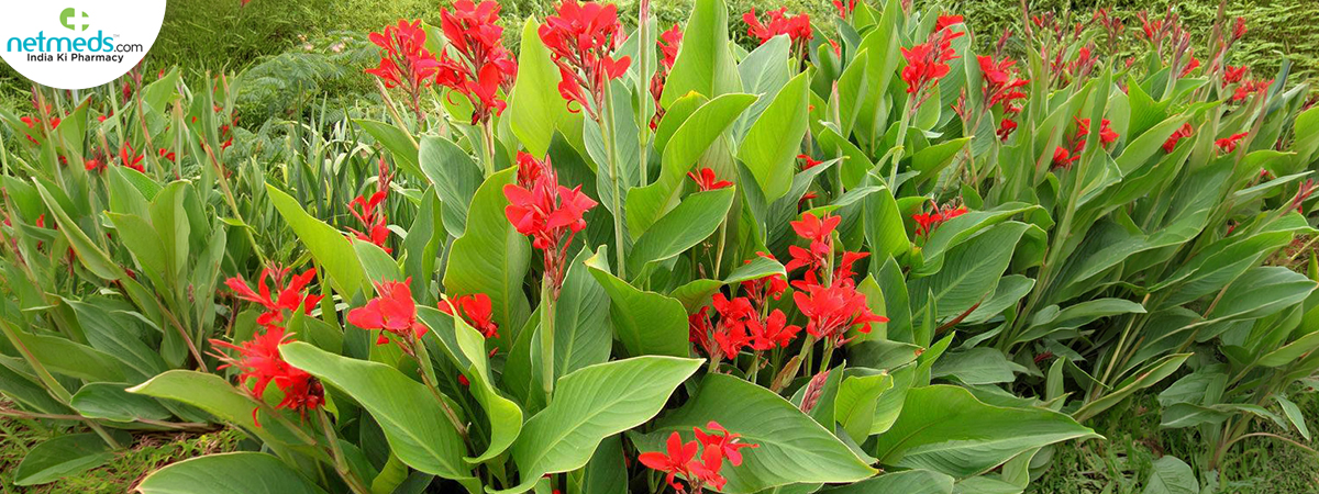 canna-lily_1200x450