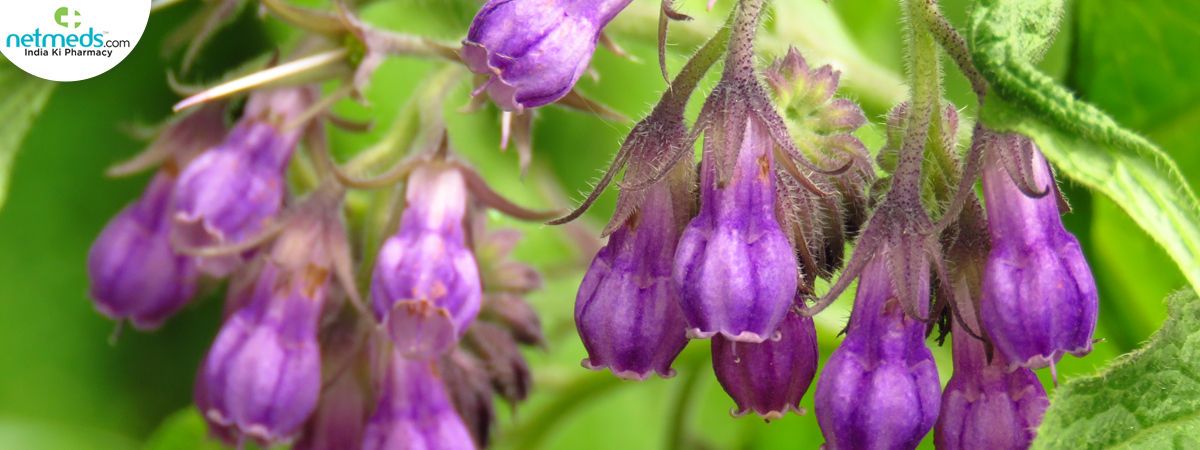 symphytum-officinale_1200x450