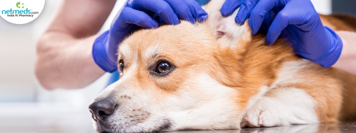 Ear-Infections-Otitis-Externa_1200x450