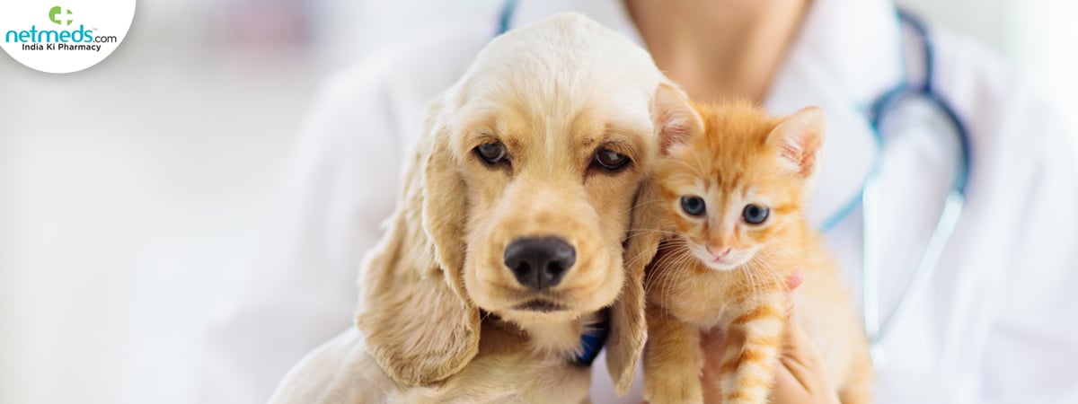 Winter-Care-For-Dogs_1200x450