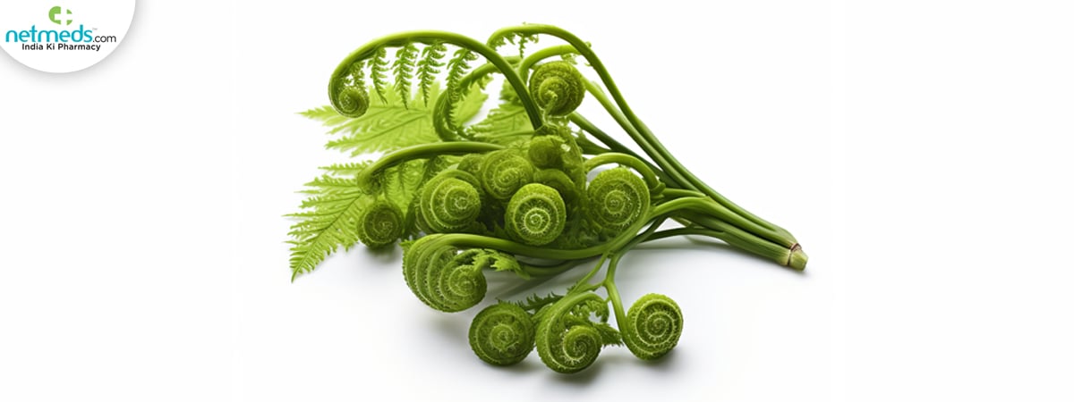ferns_1200x450