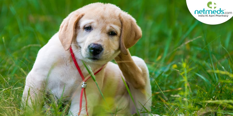 Pet seasonal allergies