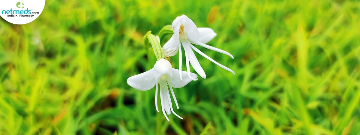 vridhhi health benefits