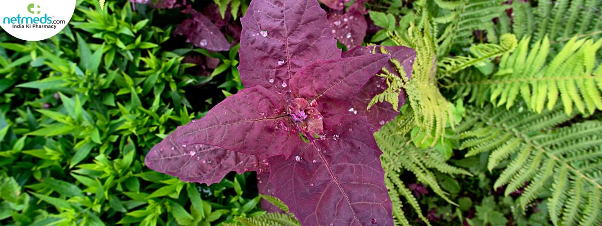 red orach