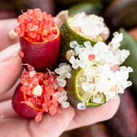 Finger Lime: Benefits, Nutritional Content, And Uses Of This Citrus Fruit: Easy Recipes Inside