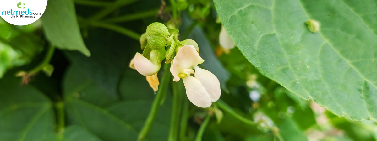 bean-flowers_1200x450