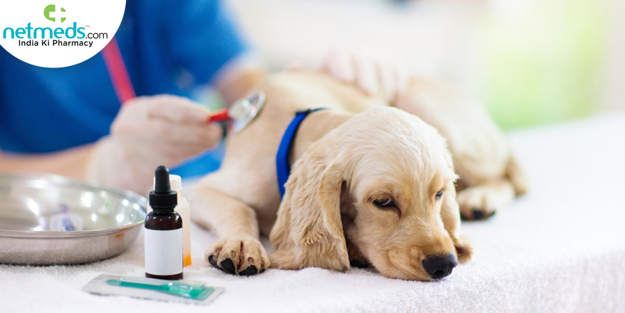 pet examination