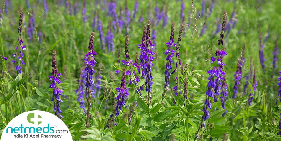 Goat's rue plants