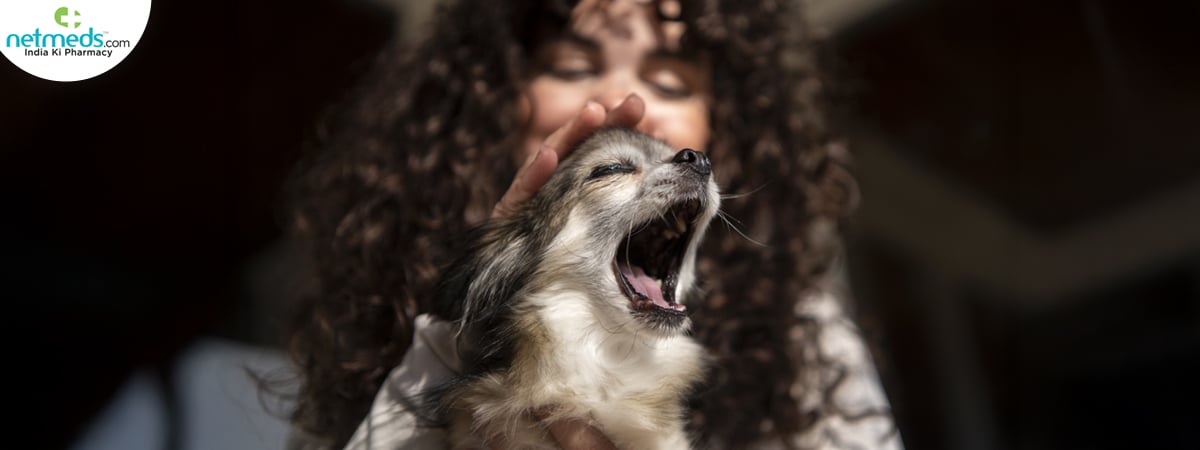 chihuahua-dog_1200x450