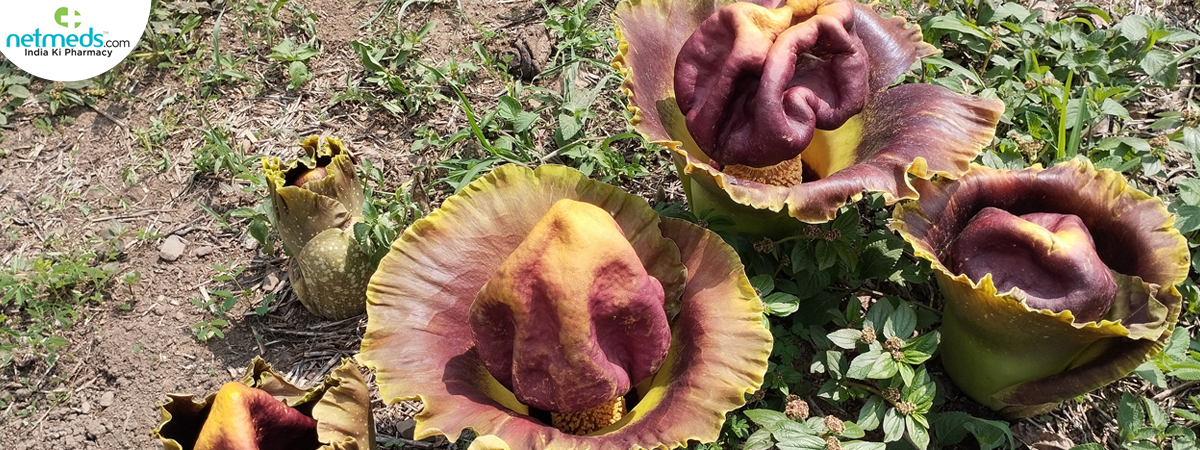 Titam arum flower
