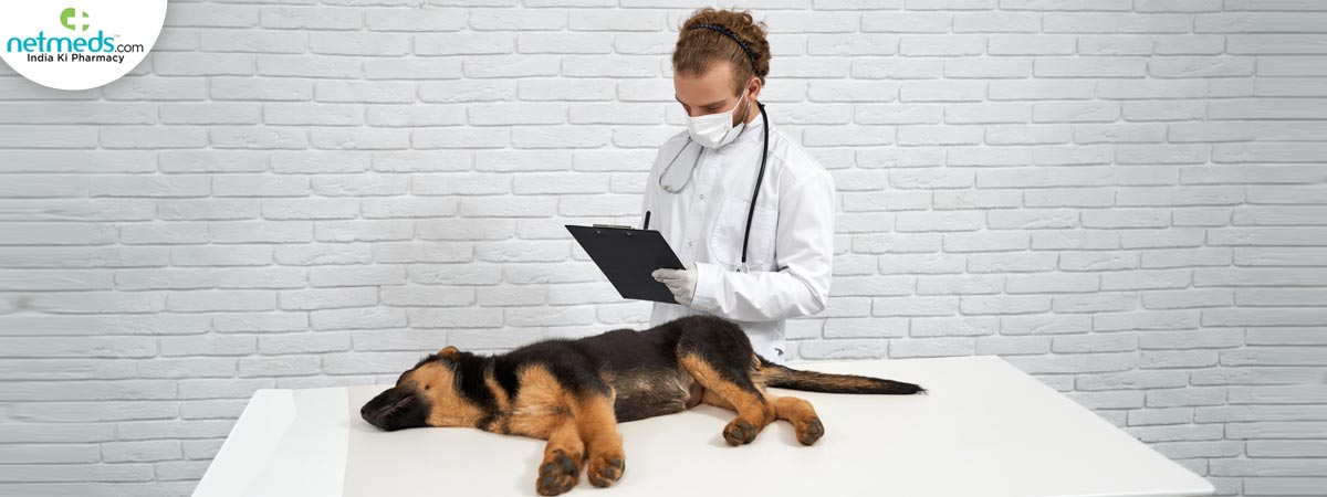 dog-lying-table_1200x450