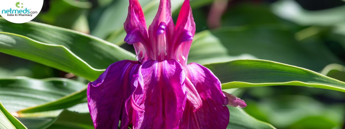 roscoea-purpurea_1200x450