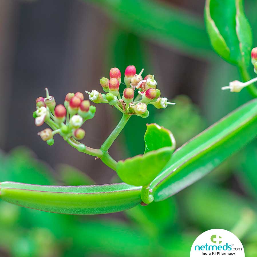Hadjod Health Benefits
