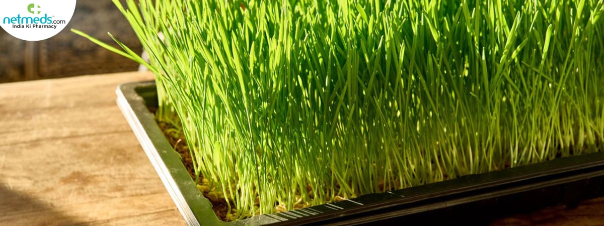 wheatgrass-big-1_1200x450