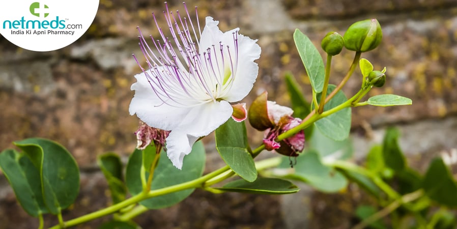 Capparis sepiana