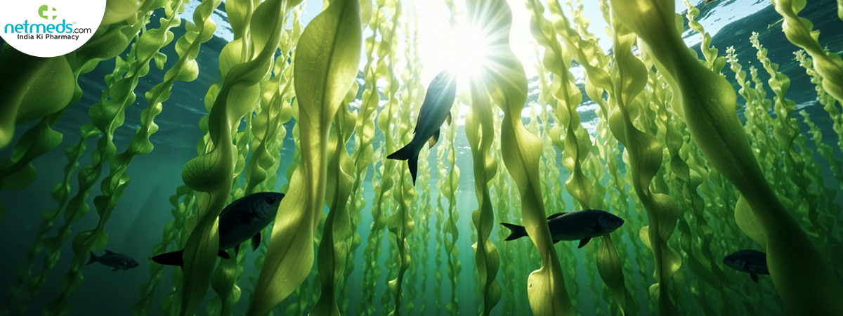 underwater-kelp-forest_1200x450