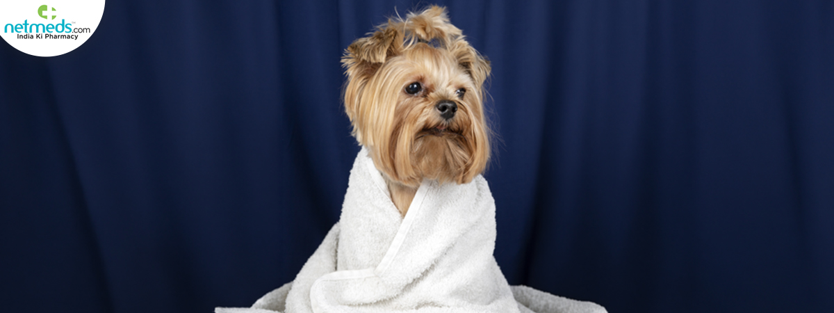 lovely-pet-portrait-isolated_1200x450