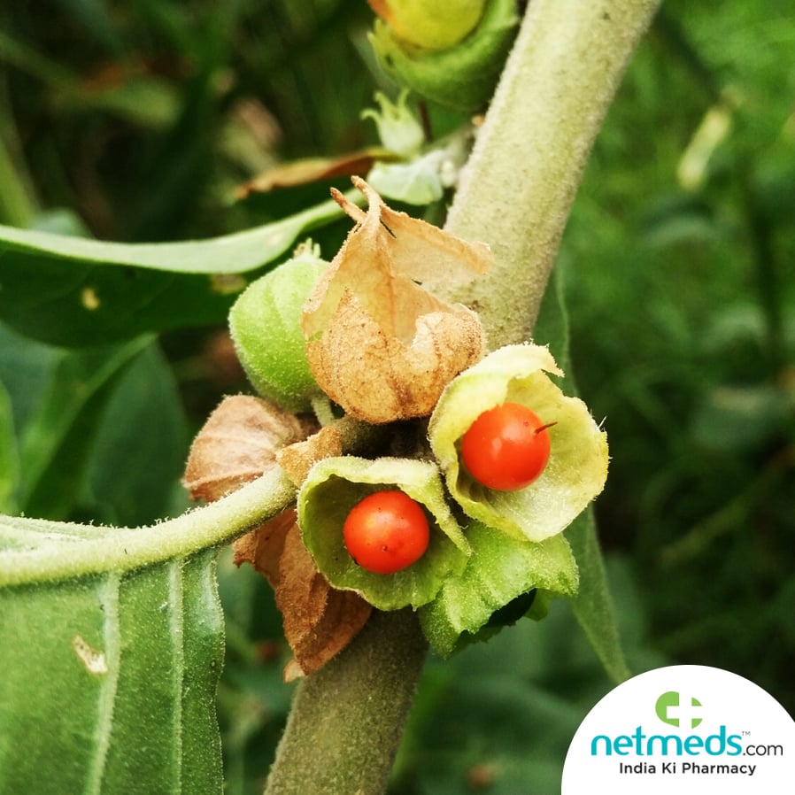 Ashwaganda benefits